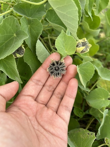 Monkeybush (Abutilon indicum)