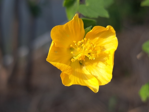 Monkeybush (Abutilon indicum)