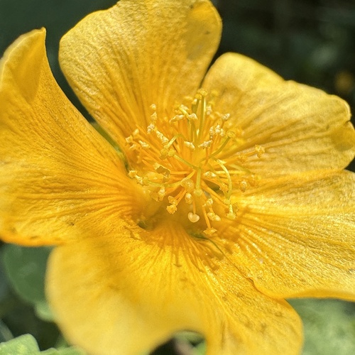 Monkeybush (Abutilon indicum)