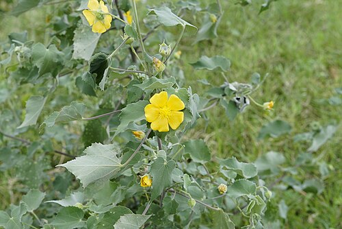 Monkeybush: Abutilon indicum