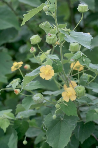 Monkeybush (Abutilon indicum)