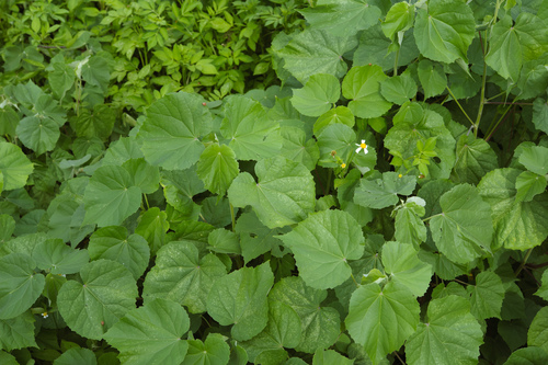 Monkeybush (Abutilon indicum)