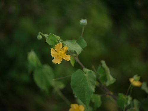 Monkeybush (Abutilon indicum)