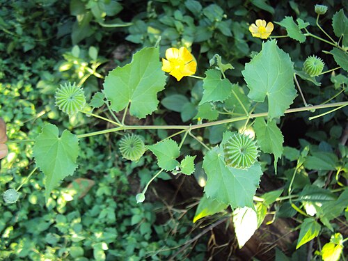 Monkeybush: Abutilon indicum