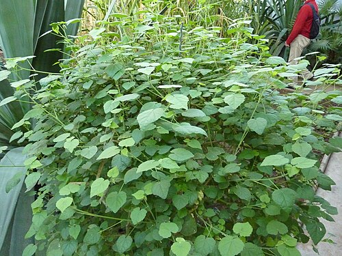 Monkeybush: Abutilon indicum growing in the greenhouse of the Tropengewächshaus-Universität Kassel, Witzenhausen, Germany