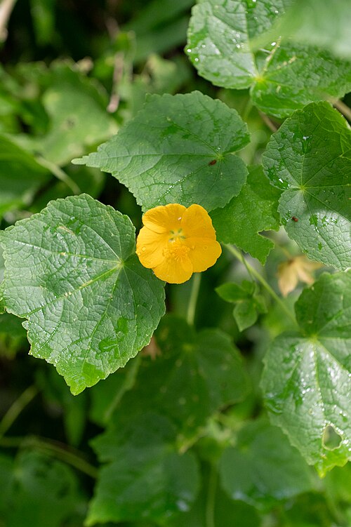 Monkeybush: Fleur d' Abutilon indicum au jardin botanique Jean-Marie Pelt de Nancy.