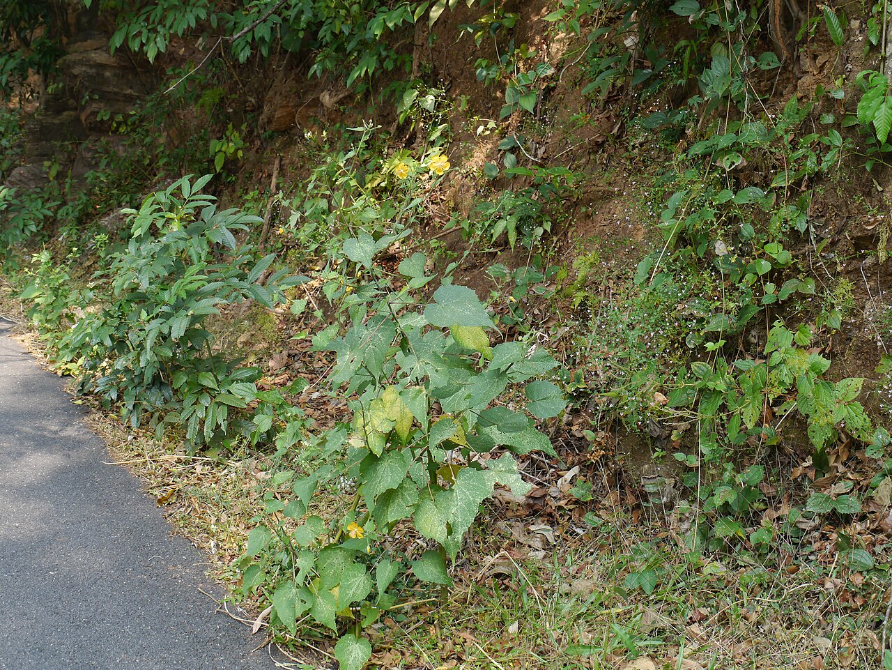 Abutilon persicum: Malvaceae (mallow family) » Abutilon persicum (Burm.f.) Merr. a-BEW-tih-lon -- from the Arabic word for a mallow-like plant ... Dave's Botanary PER-see-kum -- o