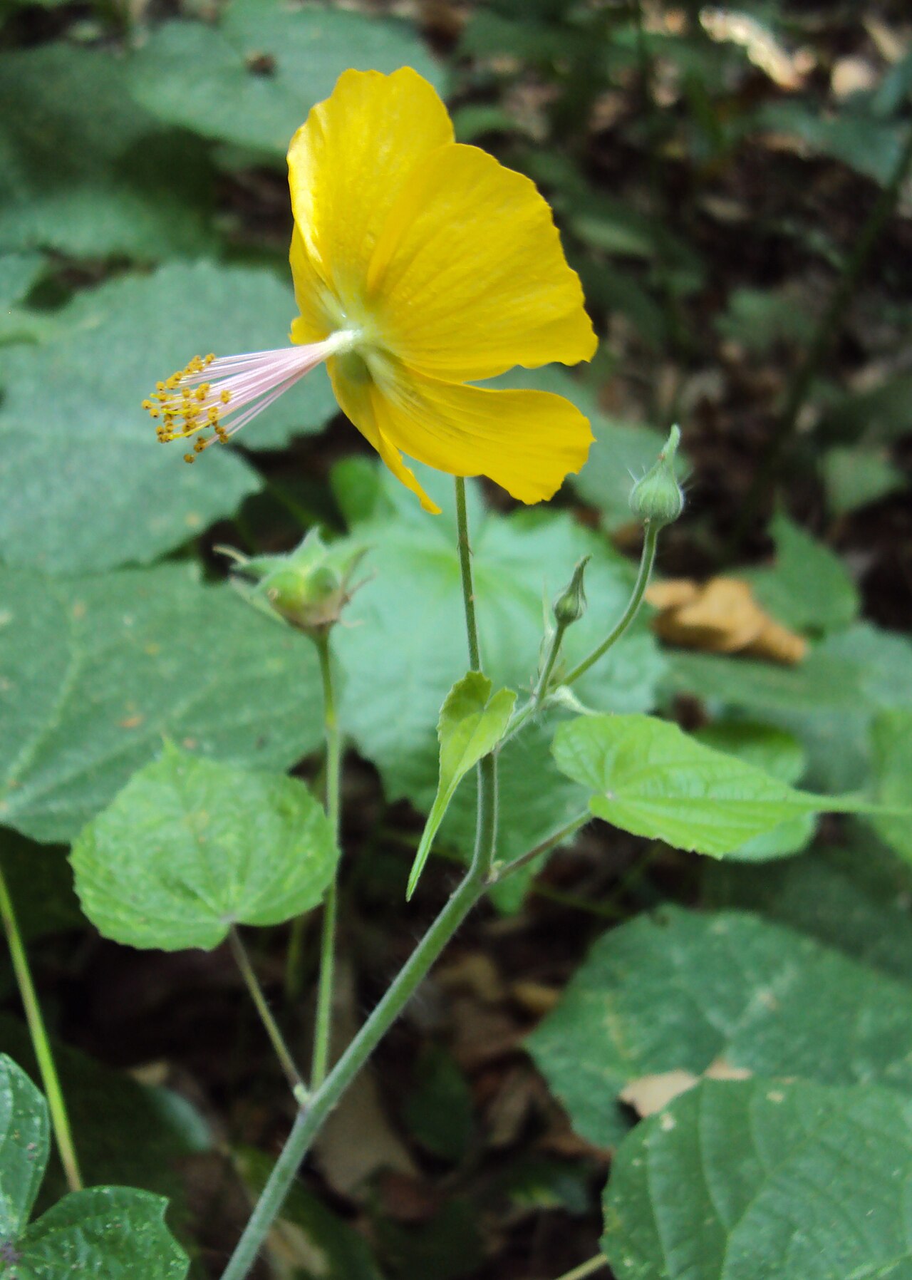 Abutilon persicum: Abutilon persicum