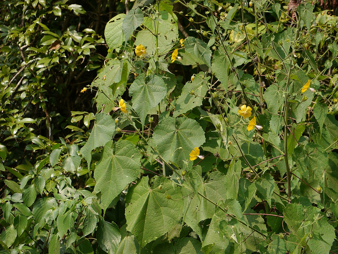 Abutilon persicum: <a href=" https://www.flickr.com/search/?q=Malvaceae&w=91314344@N00&m=tags&z=m ">Malvaceae</a> (mallow family) » <a href=" https://www.flickr.com/search/?q=Abut