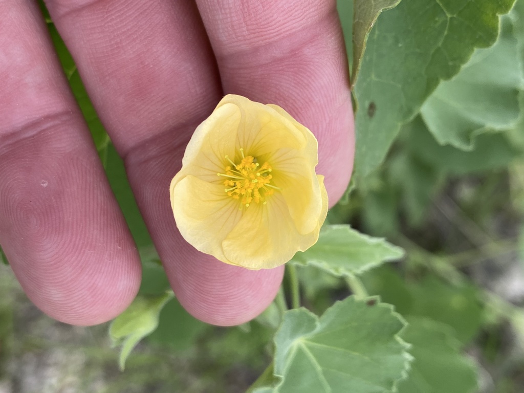 Abutilon rehmannii (Abutilon rehmannii)