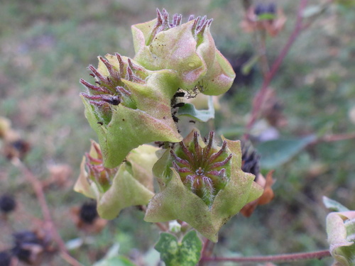 Abutilon simulans (Abutilon simulans)