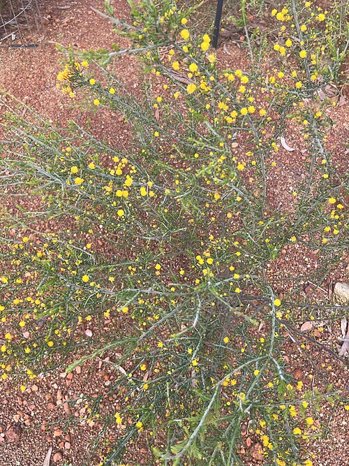 Harrow wattle: Habit