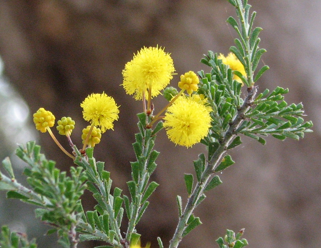 Harrow wattle: Acacia acanthoclada (cultivated, labelled) Maranoa Gardens, Balwyn, Victoria, Australia