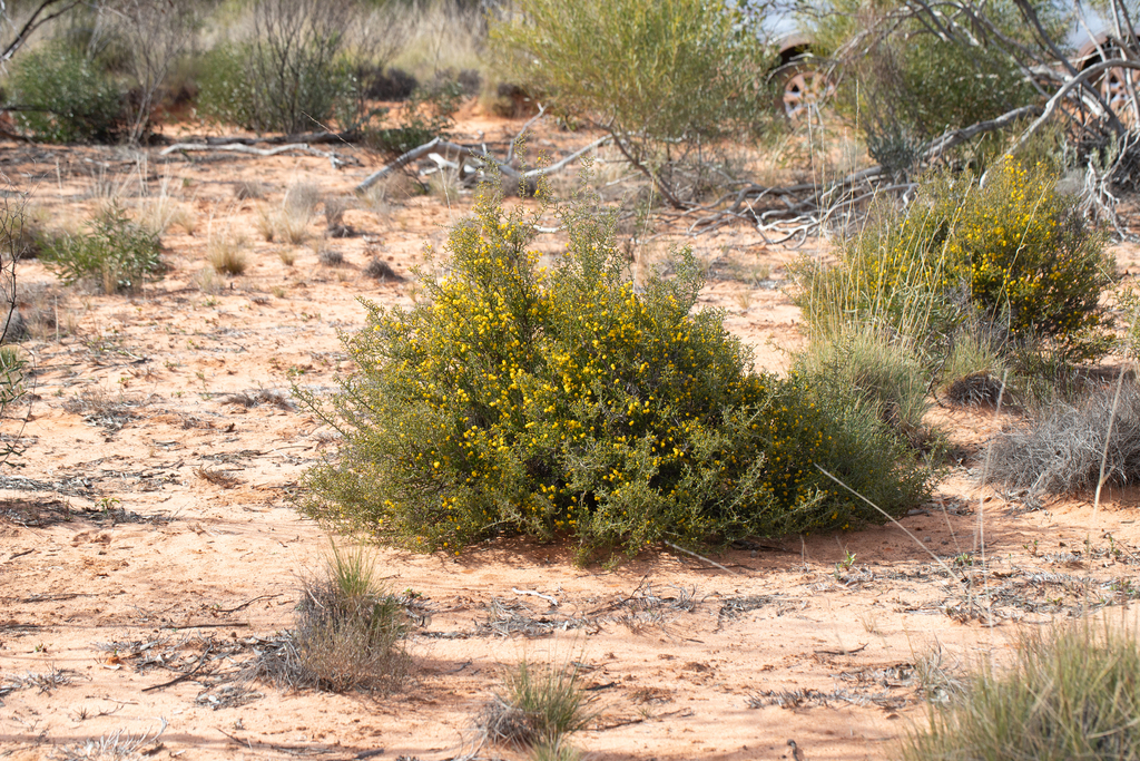Harrow wattle: Acacia acanthoclada in the Gluepot Reserve, South Australia