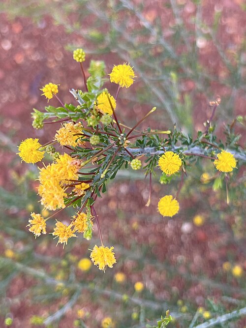 Harrow wattle: Acacia acanthoclada