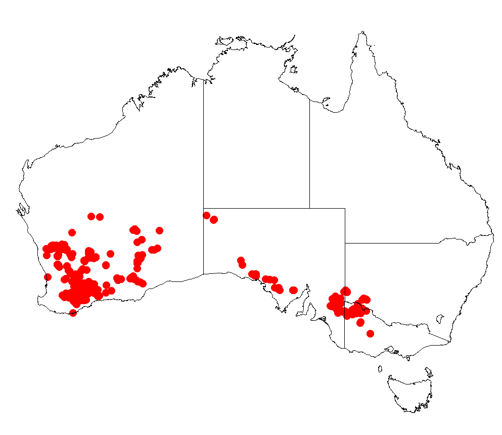 Harrow wattle: Acacia acanthoclada Occurrence data from Australasia Virtual Herbarium downloaded from https://doi.org/10.26197/5c0b1388984eb on 8 December 2018