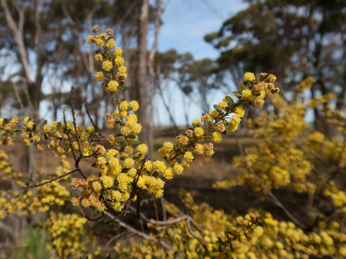 Gold-dust acacia