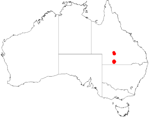 Acacia ammophila: Acacia ammophila Occurrence data from Australasia Virtual Herbarium downloaded from https://doi.org/10.26197/5c0b1388984eb on 8 December 2018