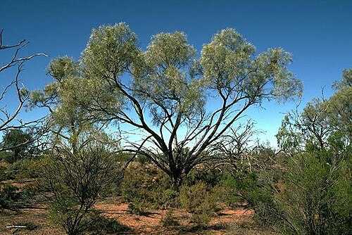 Acacia ammophila: Acacia ammophila habit at Lake Bindegolly National Park, Queensland