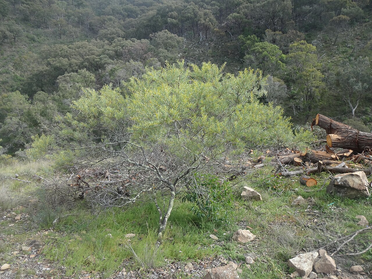 Boomerang wattle: Acacia Amoena