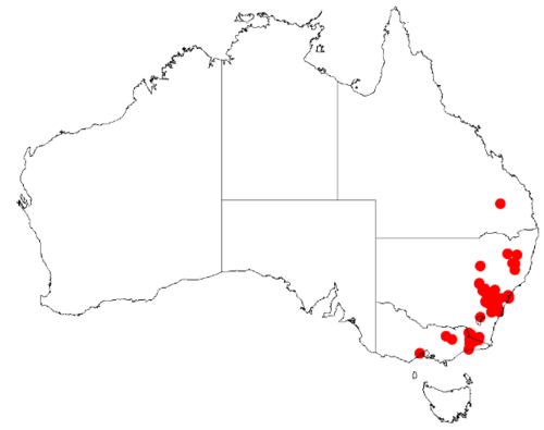 Boomerang wattle: Acacia amoena Occurrence data from Australasia Virtual Herbarium downloaded from https://doi.org/10.26197/5c0b1388984eb on 8 December 2018