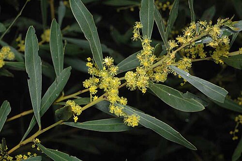 Boomerang wattle: Acacia amoena in the Mount Annan Botanic Gardens, Campbelltown, New South Wales