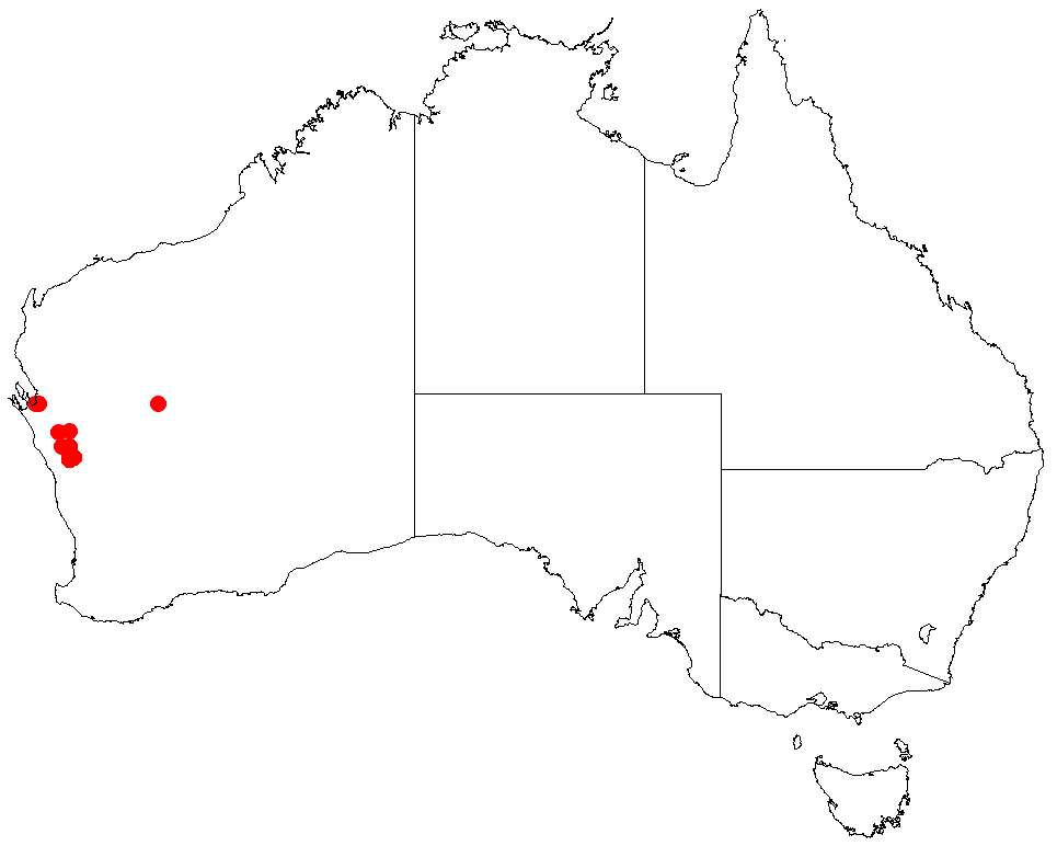 Acacia ampliata: Acacia ampliata Occurrence data from Australasia Virtual Herbarium downloaded from https://doi.org/10.26197/5c0b1388984eb on 8 December 2018