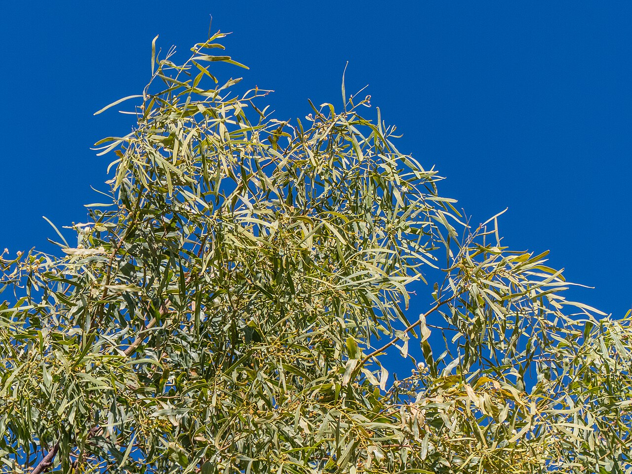 Acacia: A beautifully weeping salt wattle ( Acacia ampliceps ) has been planted in Templeton St, Boulia, opposite the Boulia State School.
