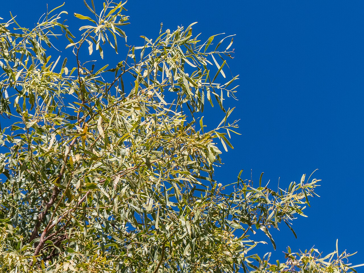 Acacia: A beautifully weeping salt wattle ( Acacia ampliceps ) has been planted in Templeton St, Boulia, opposite the Boulia State School.