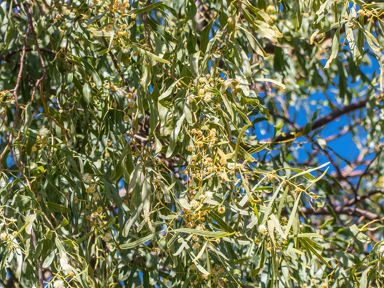 Acacia: A beautifully weeping salt wattle ( Acacia ampliceps ) has been planted in Templeton St, Boulia, opposite the Boulia State School.