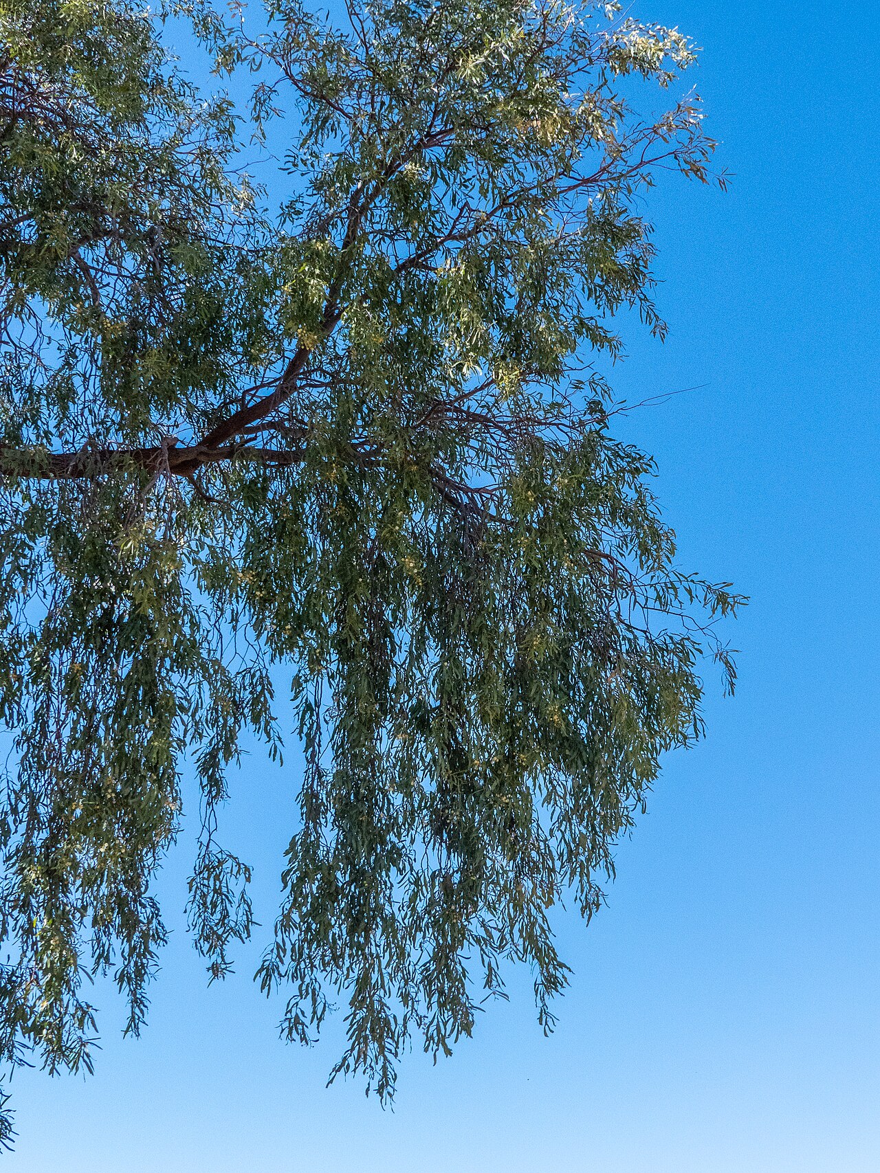 Acacia: A beautifully weeping salt wattle ( Acacia ampliceps ) has been planted in Templeton St, Boulia, opposite the Boulia State School.