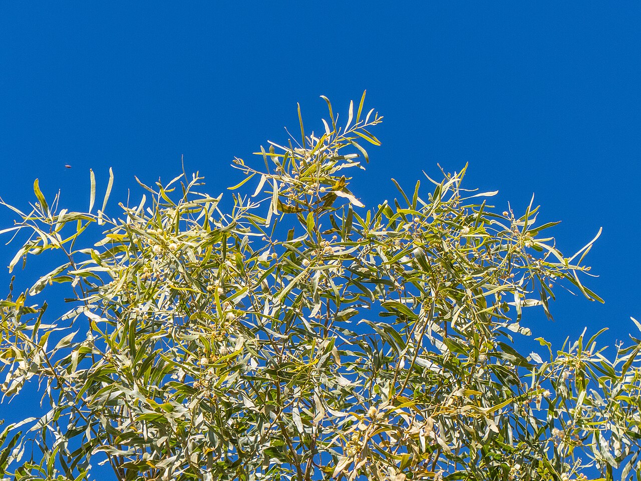 Acacia: A beautifully weeping salt wattle ( Acacia ampliceps ) has been planted in Templeton St, Boulia, opposite the Boulia State School.