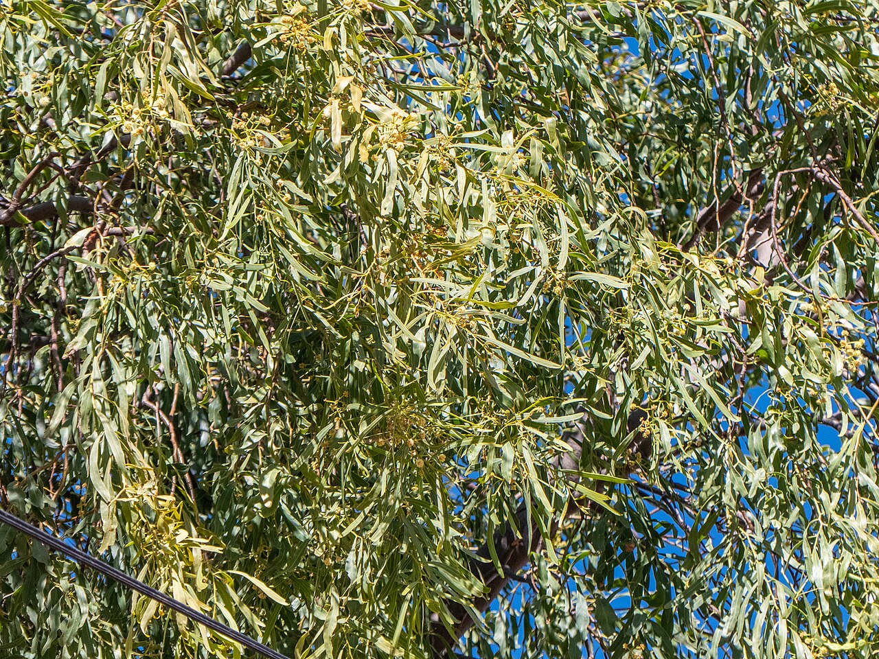 Acacia: A beautifully weeping salt wattle ( Acacia ampliceps ) has been planted in Templeton St, Boulia, opposite the Boulia State School.
