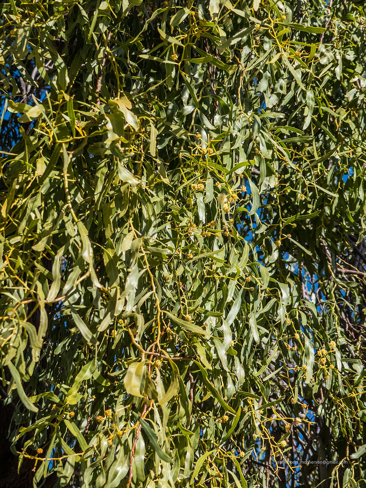 Acacia: A beautifully weeping salt wattle ( Acacia ampliceps ) has been planted in Templeton St, Boulia, opposite the Boulia State School.