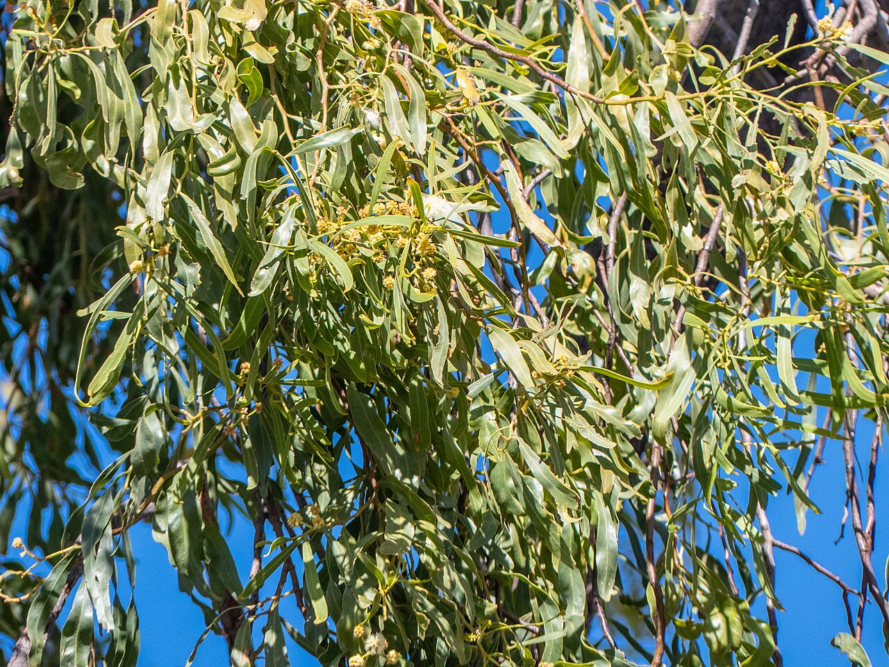 Acacia: A beautifully weeping salt wattle ( Acacia ampliceps ) has been planted in Templeton St, Boulia, opposite the Boulia State School.
