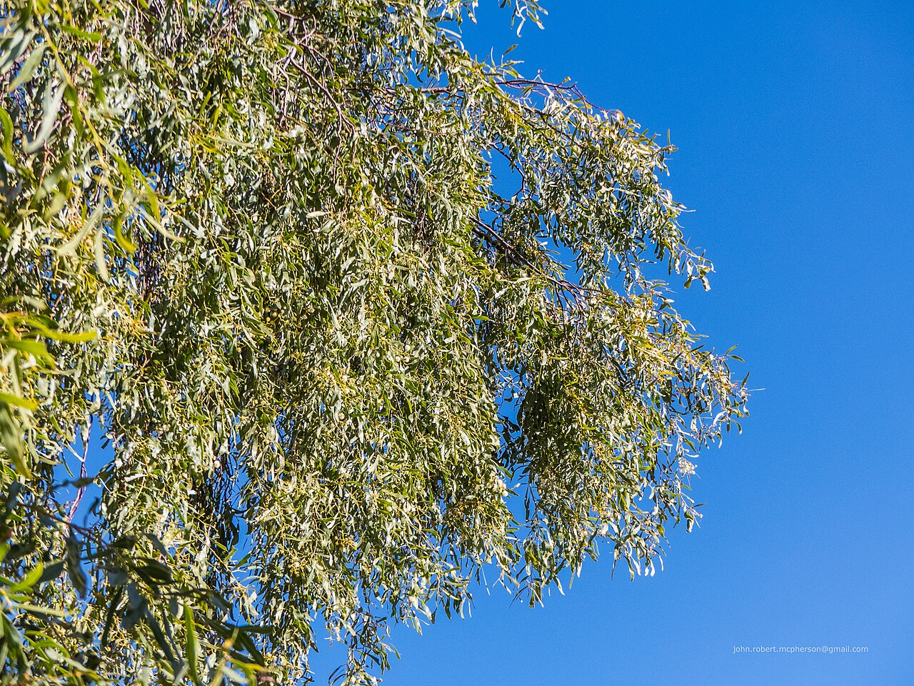 Acacia: A beautifully weeping salt wattle ( Acacia ampliceps ) has been planted in Templeton St, Boulia, opposite the Boulia State School.