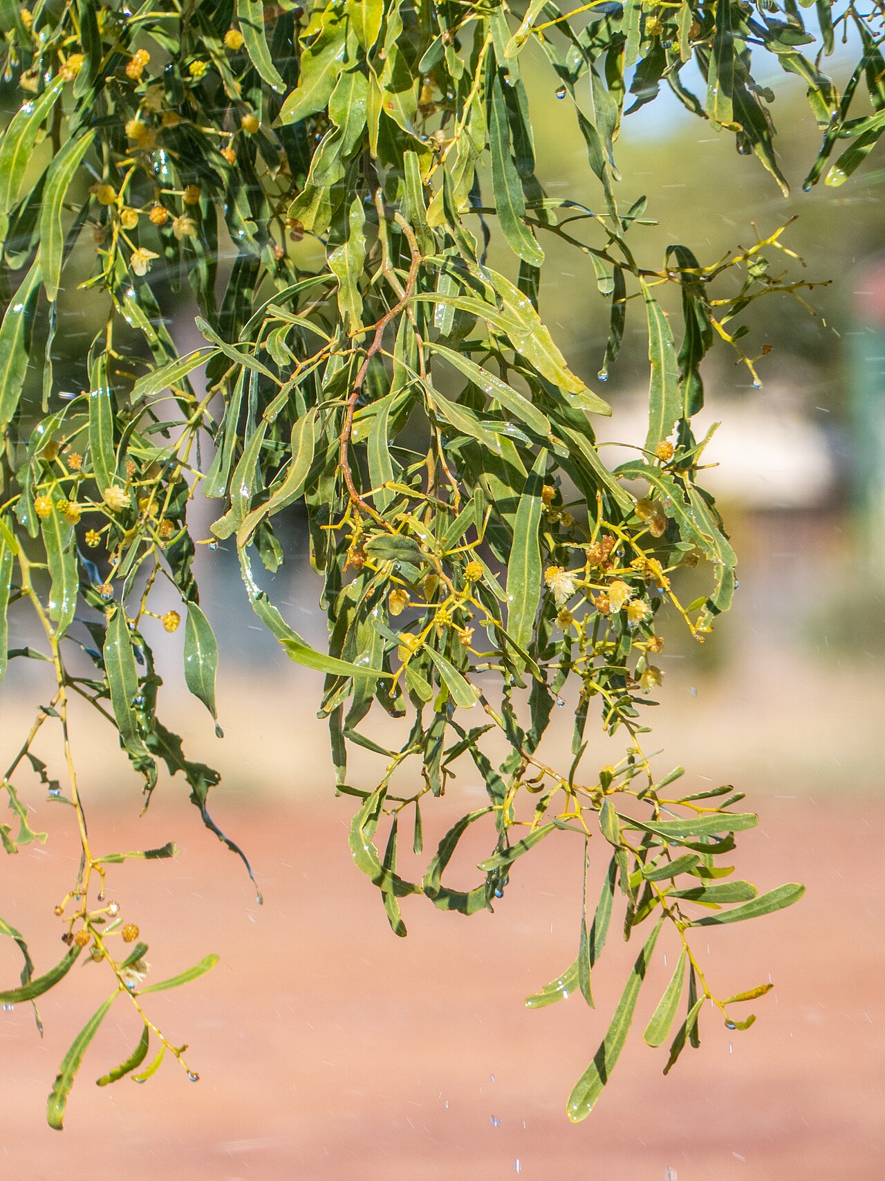 Acacia: A beautifully weeping salt wattle ( Acacia ampliceps ) has been planted in Templeton St, Boulia, opposite the Boulia State School.