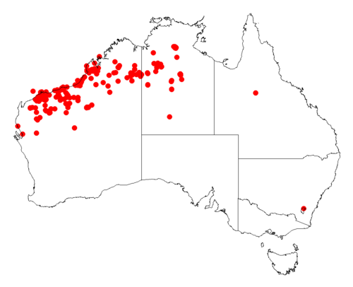 Acacia: Acacia ampliceps Occurrence data from Australasia Virtual Herbarium downloaded from https://doi.org/10.26197/5c0b1388984eb on 8 December 2018