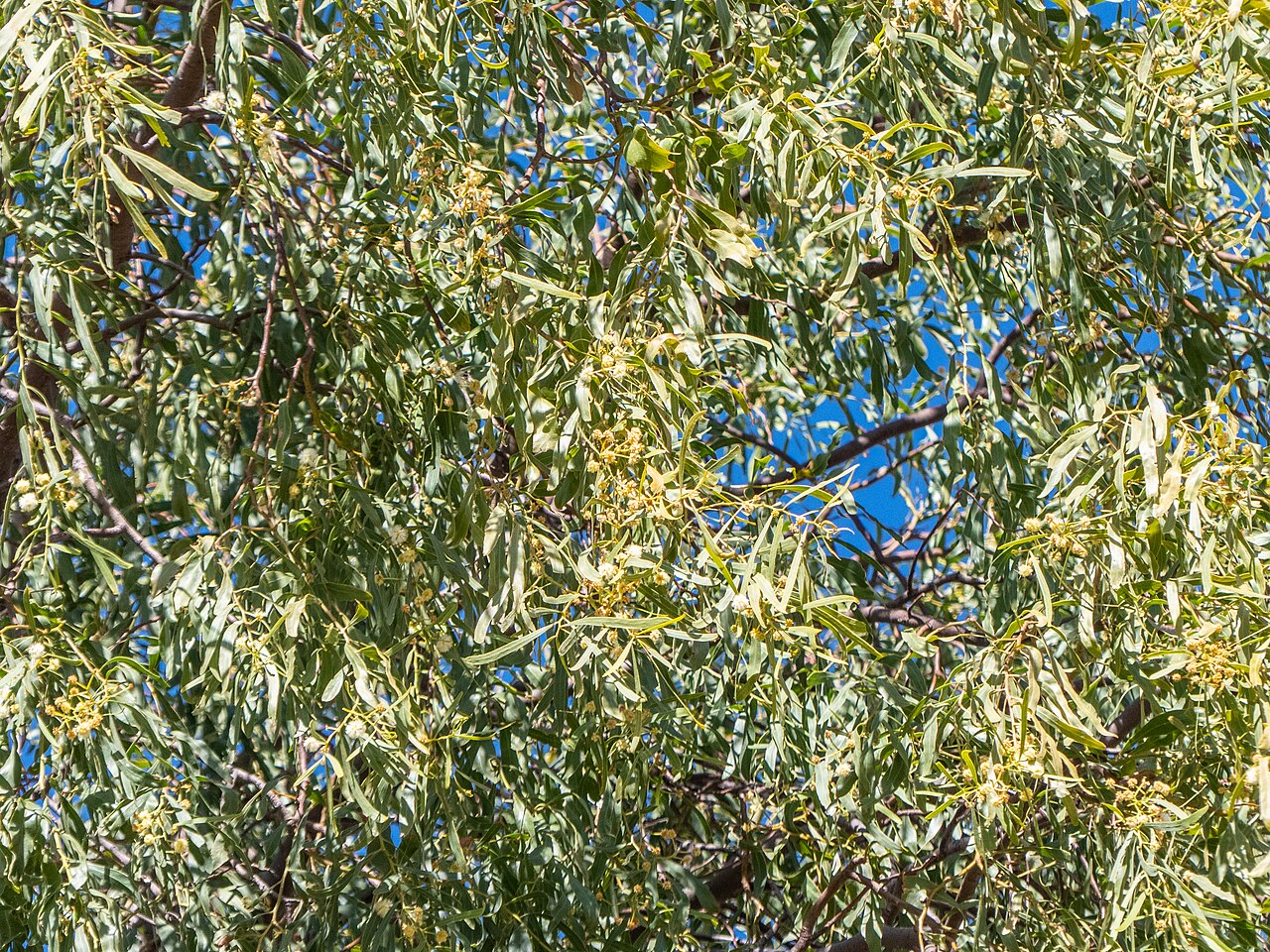 Acacia: A beautifully weeping salt wattle ( Acacia ampliceps ) has been planted in Templeton St, Boulia, opposite the Boulia State School.