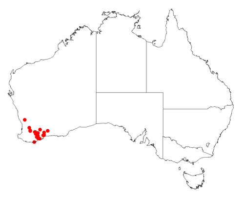 Acacia amputata: Acacia amputata Occurrence data from Australasia Virtual Herbarium downloaded from https://doi.org/10.26197/5c0b1388984eb on 8 December 2018