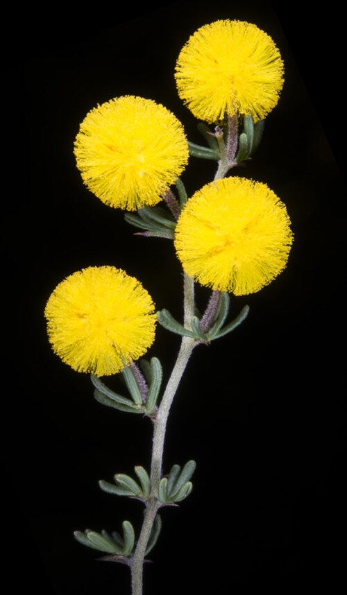Acacia anarthros: Acacia anarthros in the Jingaring Nature Reserve, at the north end of the track that bisects the reserve from Jingaring Road, Western Australia