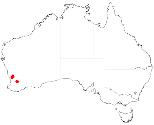 Acacia anarthros: Acacia anarthros Occurrence data from Australasia Virtual Herbarium downloaded from https://doi.org/10.26197/5c0b1388984eb on 8 December 2018