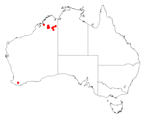 Acacia anasilla: Acacia anasilla Occurrence data from Australasia Virtual Herbarium downloaded from https://doi.org/10.26197/5c0b1388984eb on 8 December 2018