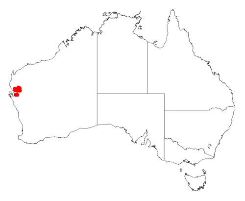 Sandrige gidgee: Acacia anastema Occurrence data from Australasia Virtual Herbarium downloaded from https://doi.org/10.26197/5c0b1388984eb on 8 December 2018