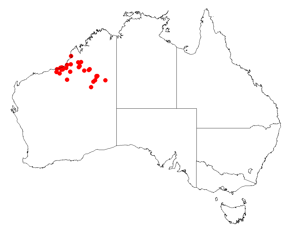 Acacia anaticeps: Acacia anaticeps Occurrence data from Australasia Virtual Herbarium downloaded from https://doi.org/10.26197/5c0b1388984eb on 8 December 2018
