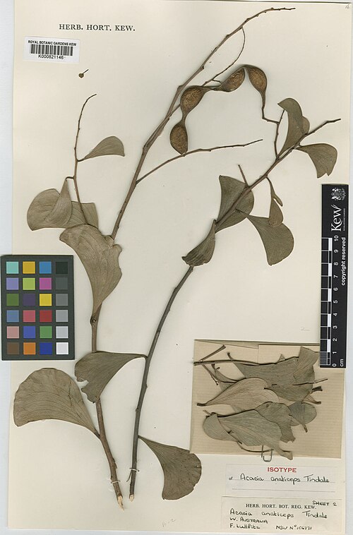 Acacia anaticeps: Acacia anaticeps