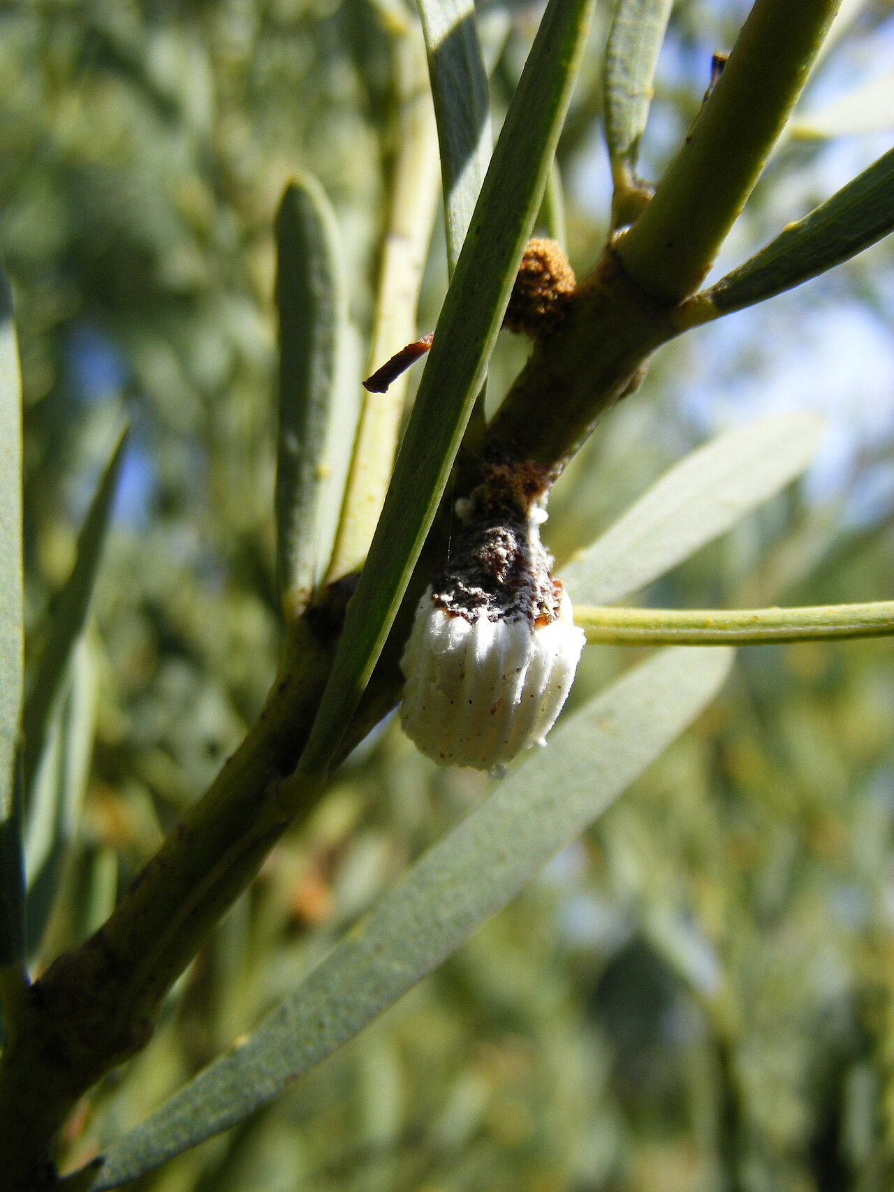 Acacia anceps: Acacia anceps