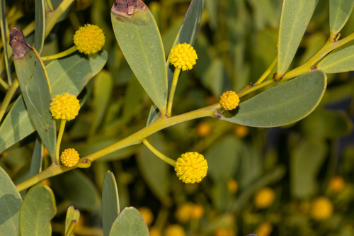 Acacia anceps (Acacia anceps)