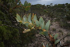 Acacia anceps (Acacia anceps)