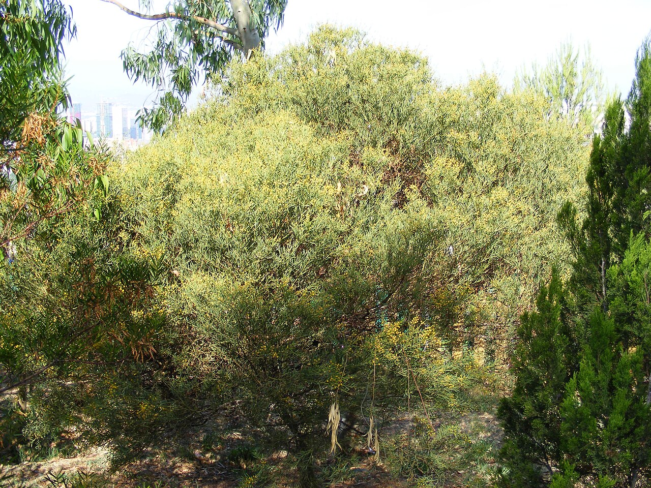 Acacia anceps: Acacia anceps al Jardí botànic de Barcelona .